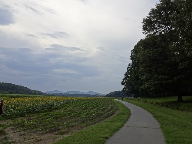 A sunflower field on the Biltmore estate.  I would later use this image as album art for a piece of music.