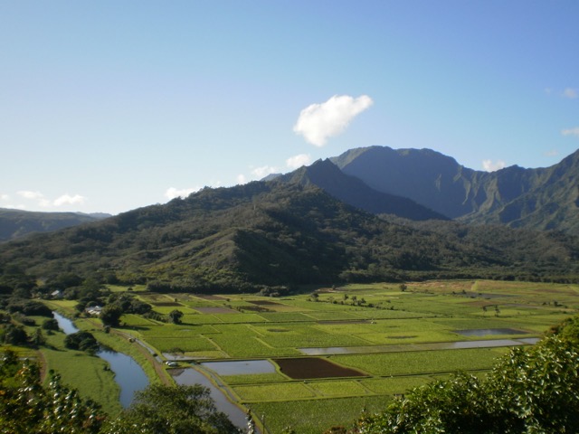 Rice paddies near Hanalei, Kauai. (2011)