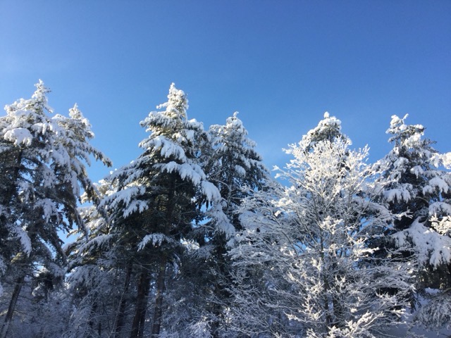 Wet, heavy snow lingers on pine needles and bare branches. (2018)
