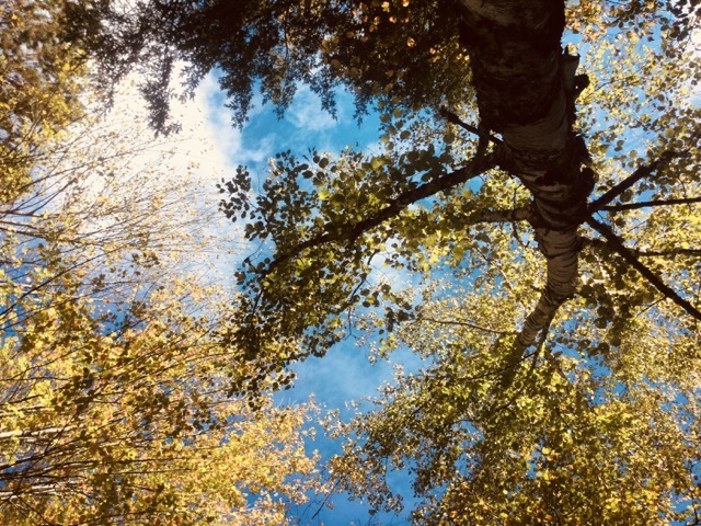 Unique perspective of an aspen tree in the White Mountains, NH. (2017, color edited)